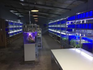 JAWS Aquatics display tanks with cool white (blue-tint) LED lights