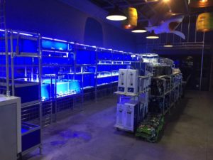 JAWS Aquatics display tanks with cool white (blue-tint) LED lights