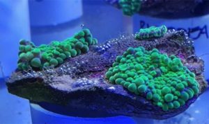 Make your fish feel at home with fish-tank features and decor like this