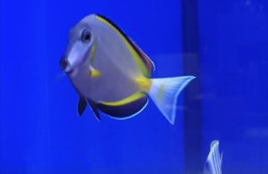 One of the residents of JAWS Aquatics