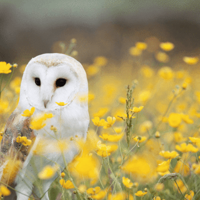 Why are trees important? - BIODIVERSITY