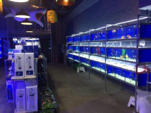 Display Tanks lit by bespoke cool white
